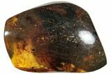 Polished Chiapas Amber ( g) - Mexico #237447-1